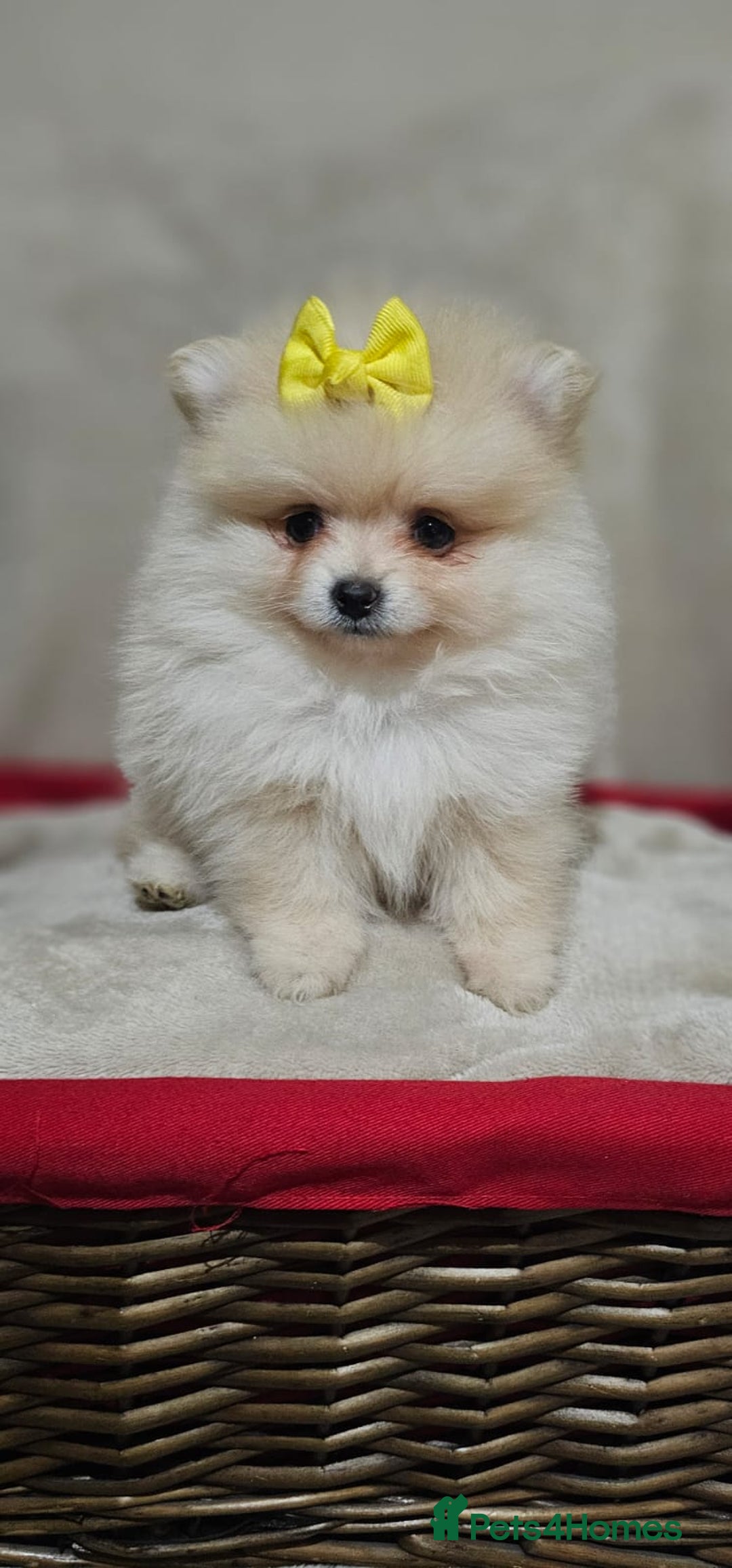 Pomeranian dogs for sale:  Pomeranian puppies ready now  - Image 15