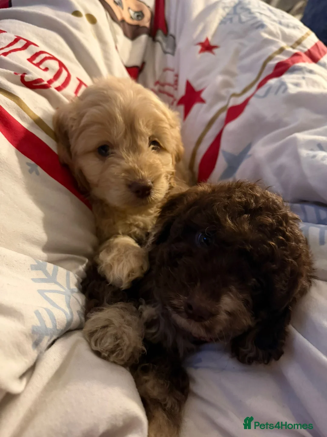 Cockapoo dogs for sale: Cockapoo - Advert 20