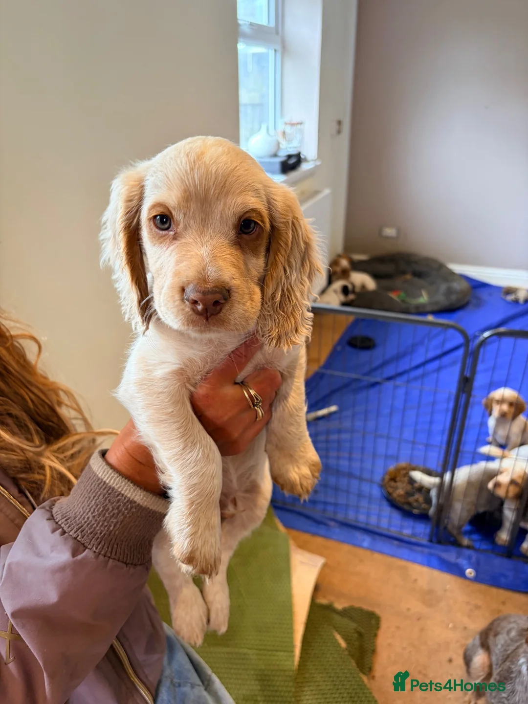 Cocker Spaniel dogs for sale: 8 KC registered Cocker Spaniel Puppies - Advert 2