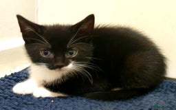 Mixed Breed cats for sale: 5 Gorgeous & Playful Kittens - Image 19