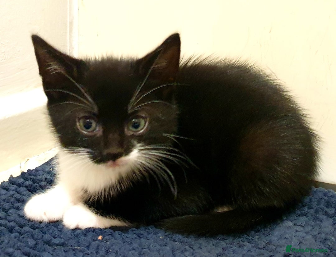 Mixed Breed cats for sale: 5 Gorgeous & Playful Kittens - Image 19