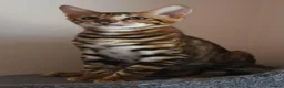 Toyger cats for sale: STUNNING WILD LOOKING TOYGER PEDIGREE CUBS - Advert 2