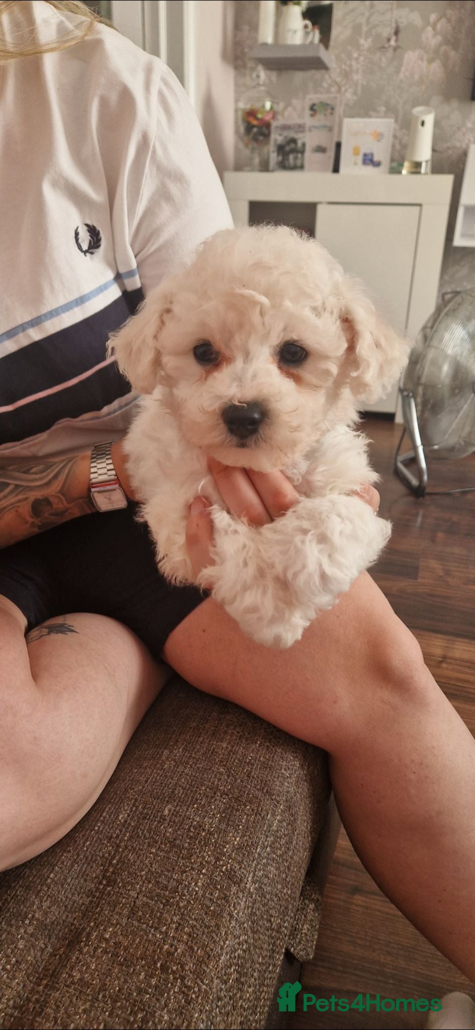 Bichon Frise dogs Full pedigree Bichon frise  - Advert 1