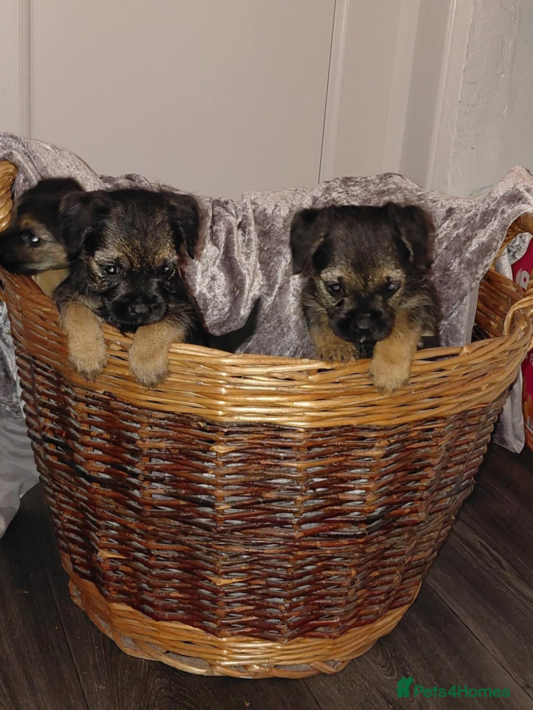 Border Terrier dogs for sale: 4 beauty looking for forever homes - Advert 1