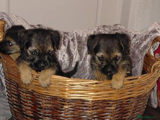 Border Terrier dogs 4 beauty looking for forever homes - Advert 10