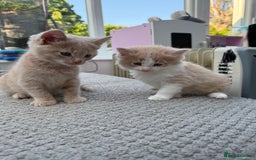 Maine Coon cats for sale: Mainecoon cross kittens  in Ferndown - Image 16