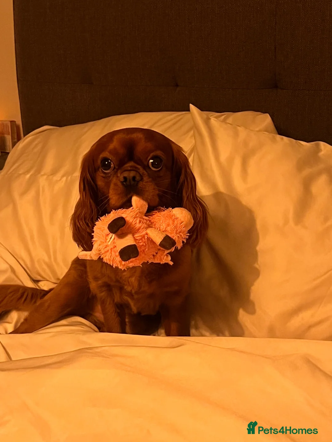 Cavalier King Charles Spaniel dogs for sale: Arlo  - Advert 2