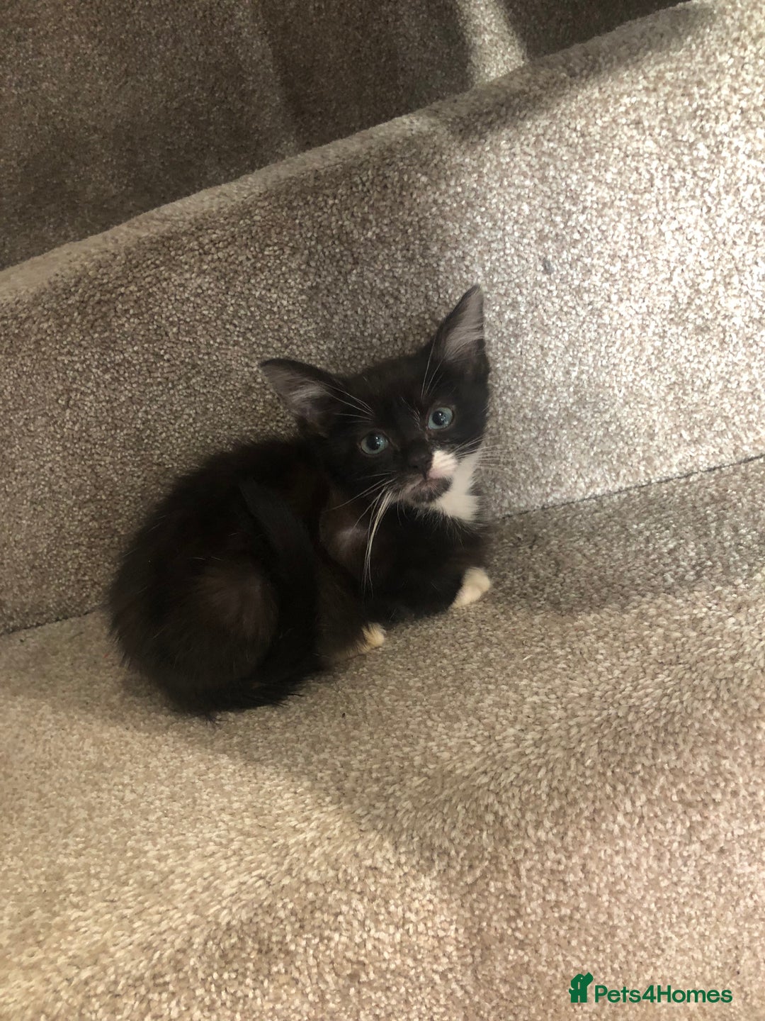 Mixed Breed cats for sale: Black white boy kitten last one  - Advert 2