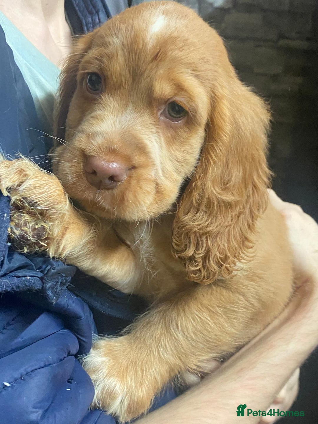 Cocker Spaniel dogs for sale: Stunning cocker spaniel puppies 2 boys left  - Advert 13
