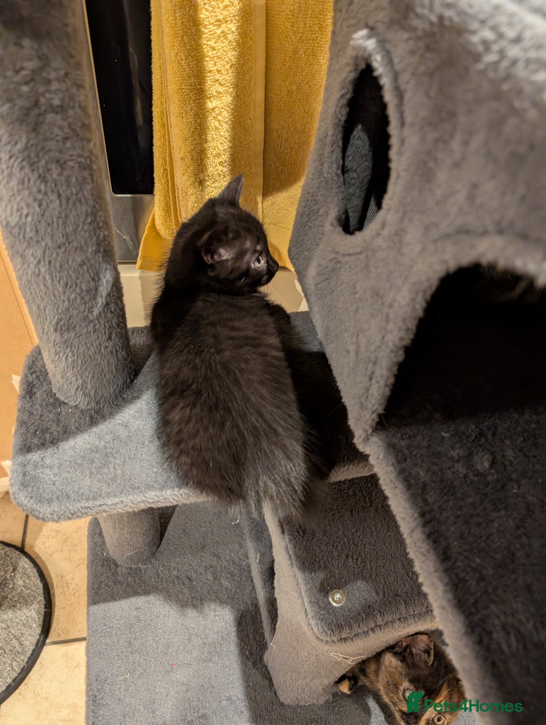 Mixed Breed cats for sale: Kittens for sale - BSH mother  - Image 1