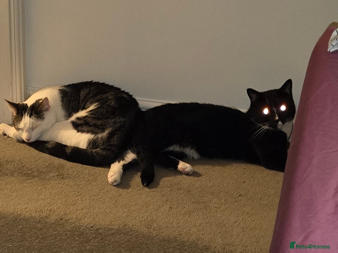 Mixed Breed cats for sale: 2 adorable cats looking for a new loving home - Image 7