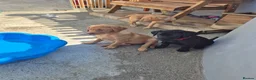 Labrador Retriever dogs for sale: Labrodor retriever kc REDUCE GIRL 1 left - Advert 3