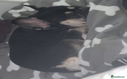 French Bulldog dogs for sale: French bulldog 11 months old - Image 2