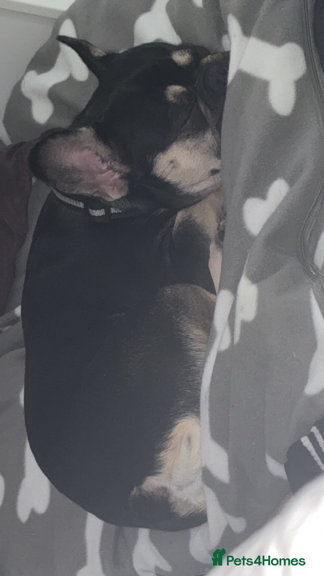 French Bulldog dogs for sale: French bulldog 11 months old - Image 2