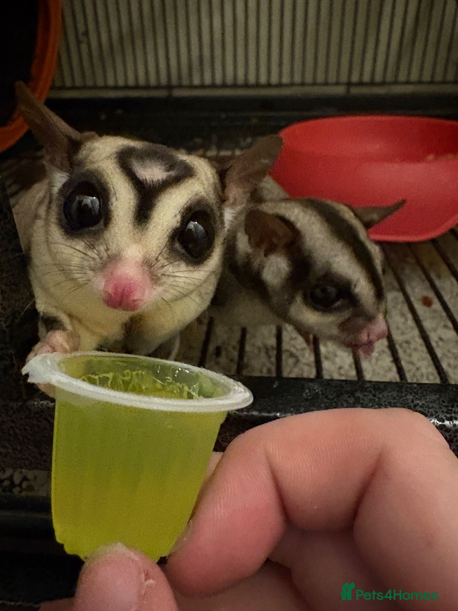 Sugar Glider rodents 3 Sugar Gliders - Advert 2