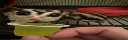 Sugar Glider rodents for sale: 3 Sugar Gliders in Plymouth - Advert 1