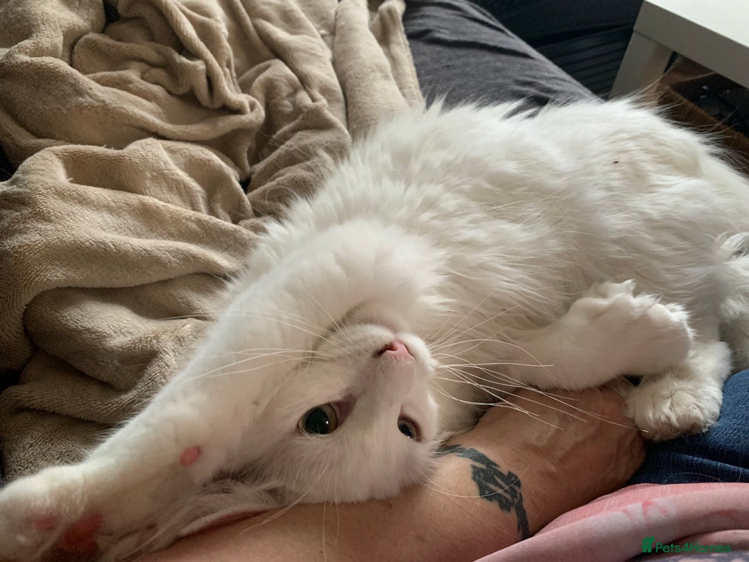 Maine Coon cats for sale: 7 month male main coon - Image 2
