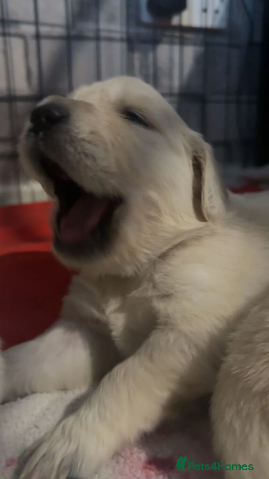 Golden Retriever dogs for sale: Full pedigree golden retriever puppies  - Advert 14