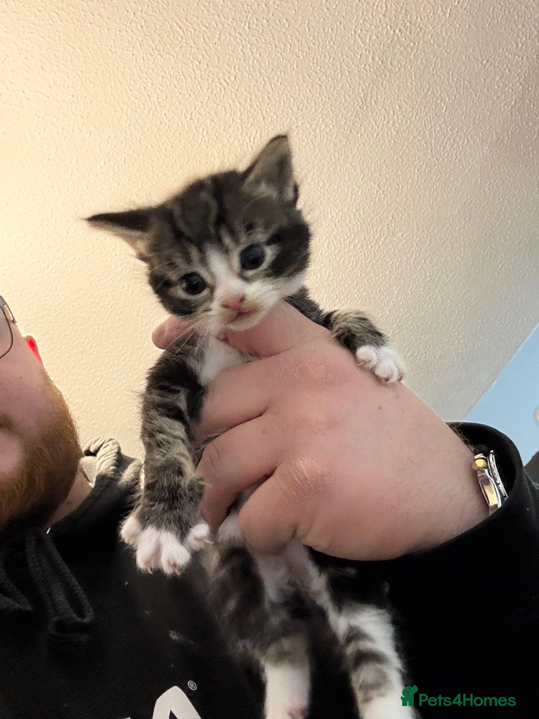 Mixed Breed cats for sale: Male and Female Kittens - Advert 4