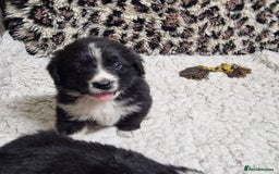 Mixed Breed dogs for sale: Bernewfie pups - Image 4