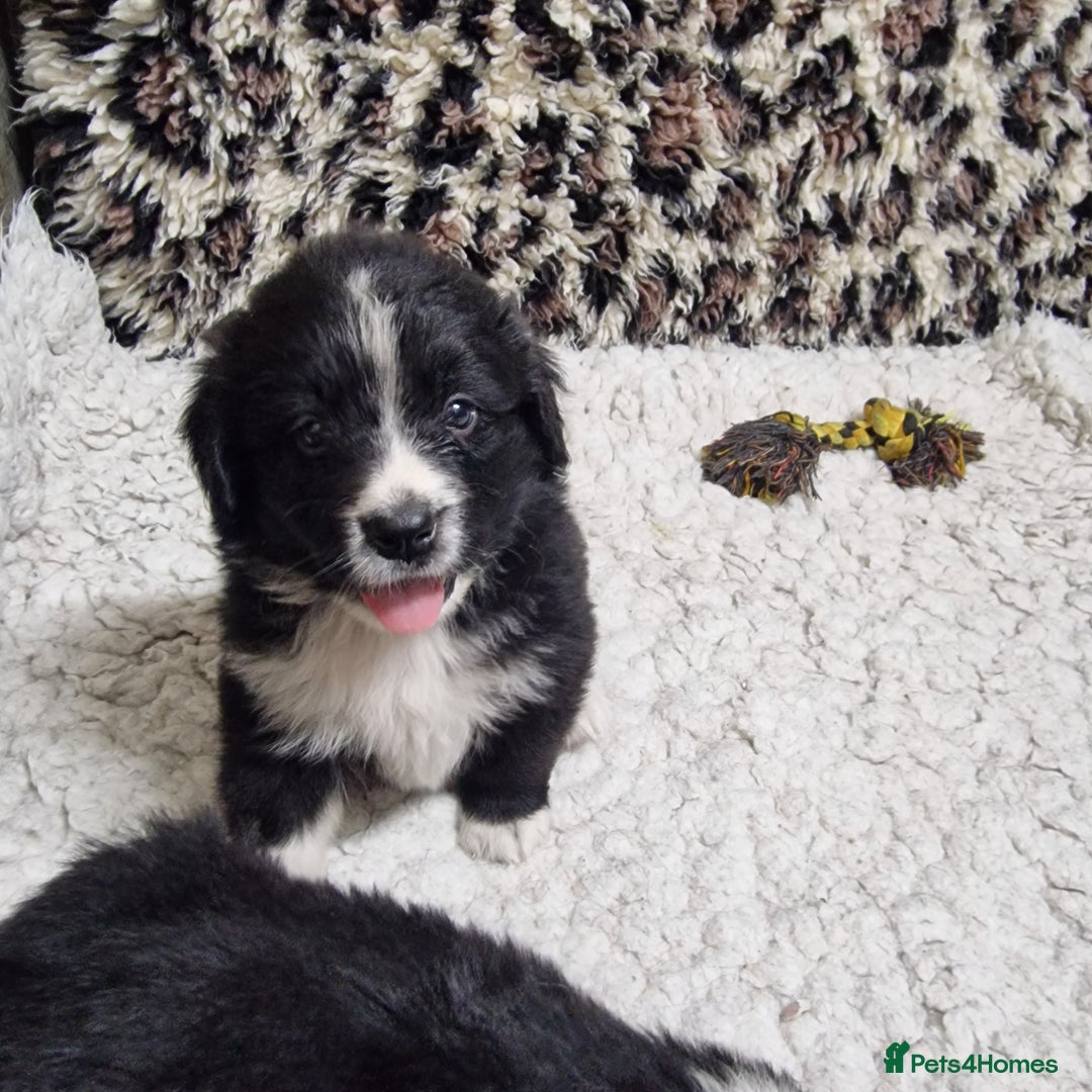 Mixed Breed dogs for sale: Bernewfie pups - Image 4