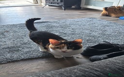Maine Coon cats for sale: Maine coon x calico - Image 10