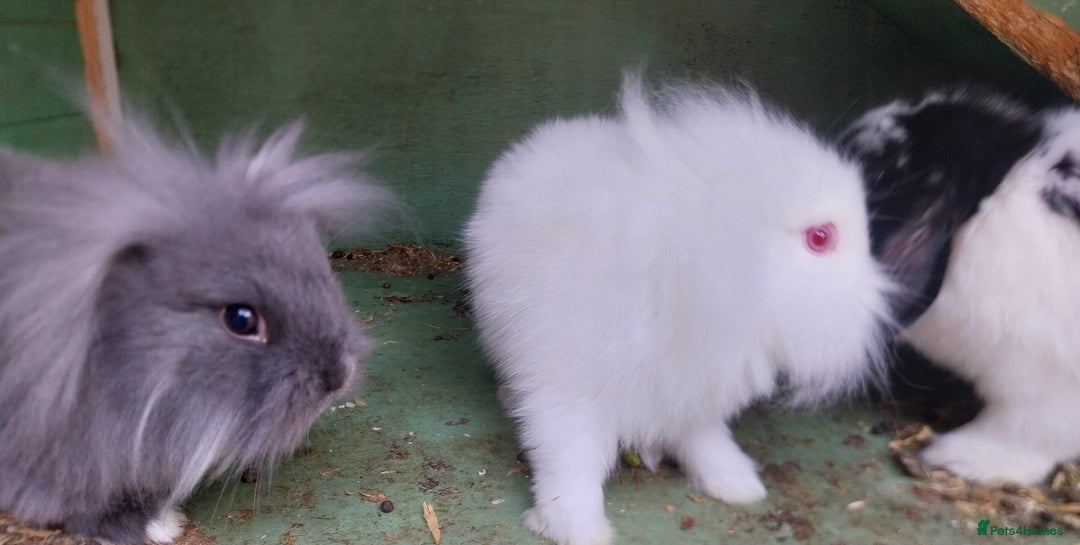 Mini Lion Lop rabbits for sale: Mini Lion Lops. - Image 5