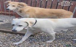 Mixed Breed dogs for adoption: Kaya, 2 years approx. Available for adoption. in Brixham - Image 11