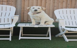 Mixed Breed dogs for adoption: Cuddly Crumble - Image 13
