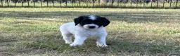 Sproodle dogs for sale: ✨ Premium Rare F1 Sproodle Pups – Champion Lines ✨ - Advert 15