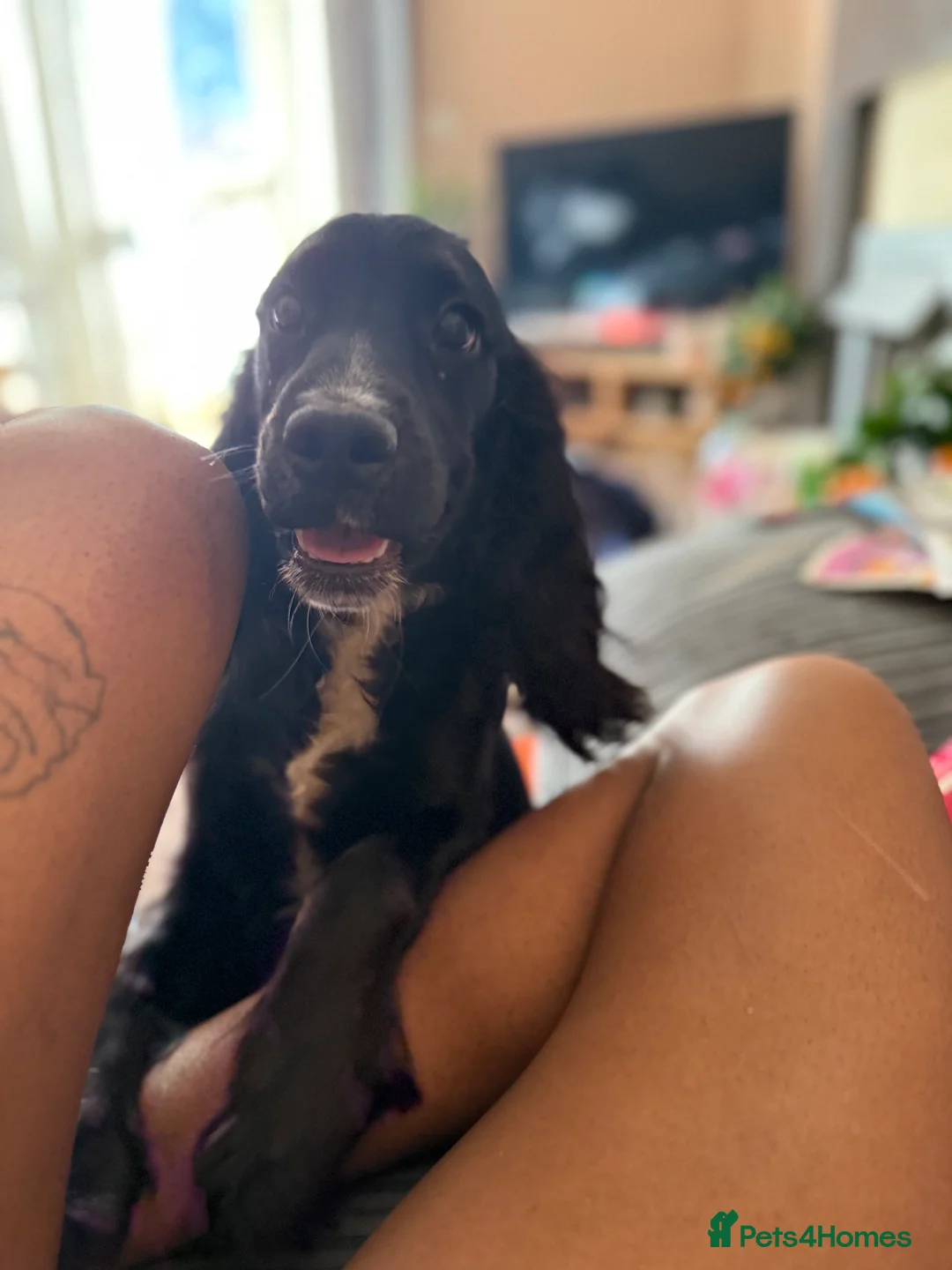 Cocker Spaniel dogs for sale: Cocker spaniels - Advert 1