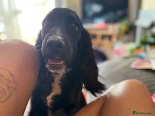 Cocker Spaniel dogs Cocker spaniels - Advert 2