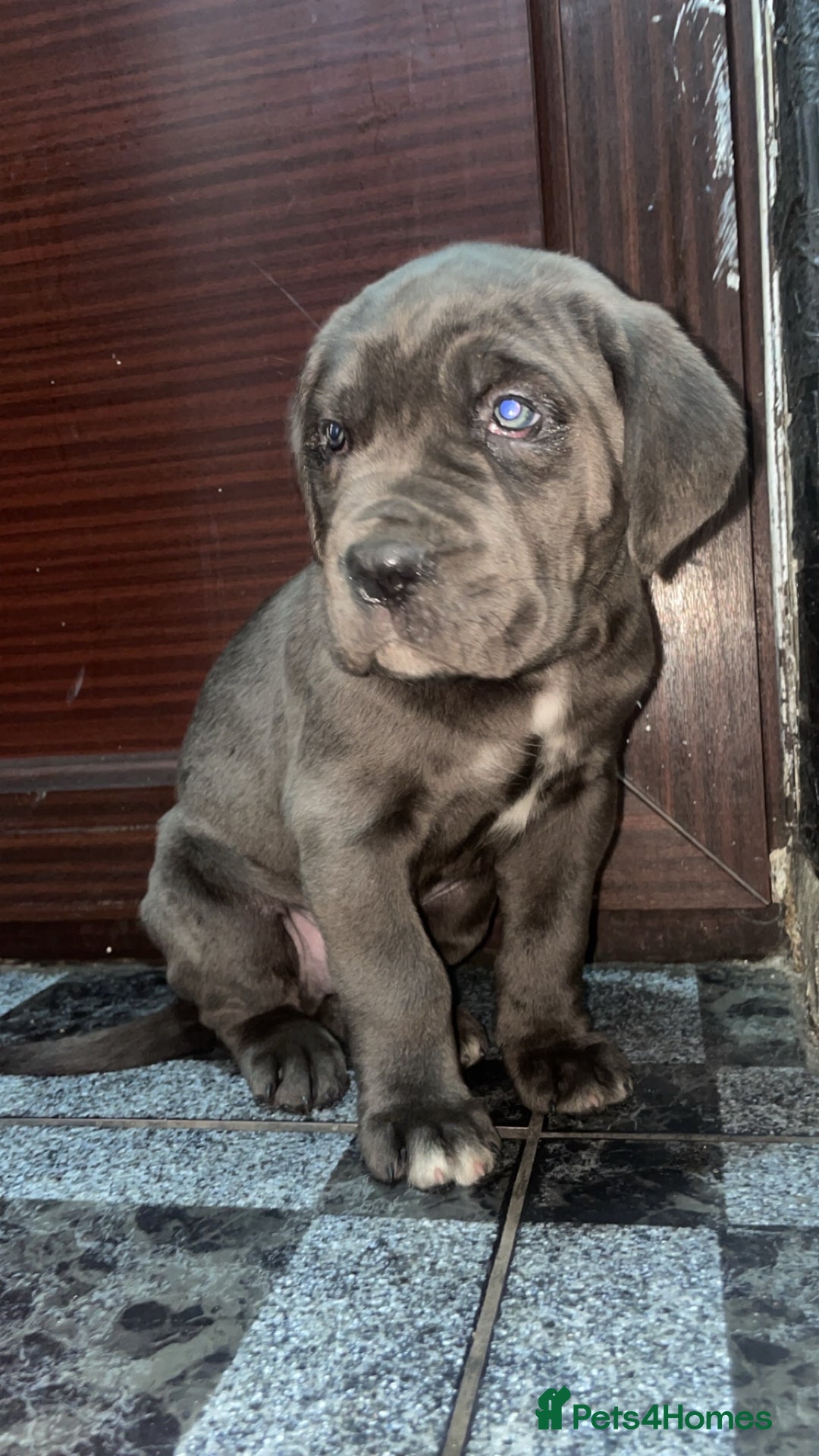 Cane Corso dogs for sale: Stunning litter of 9 - Advert 16
