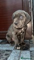 Cane Corso Puppy 3