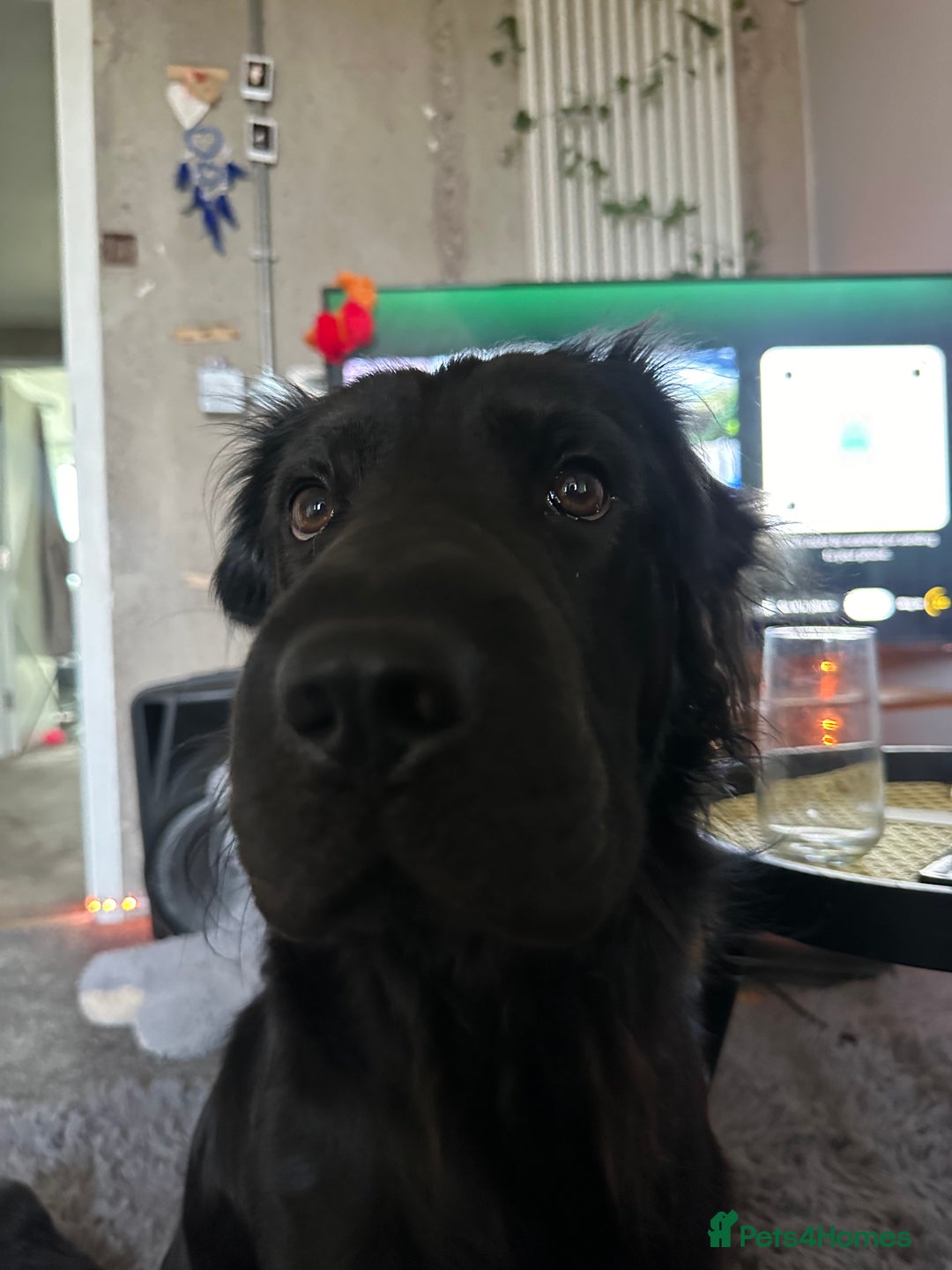 Mixed Breed dogs for sale: Ashly needs a new home asap! 🫶 - Advert 8