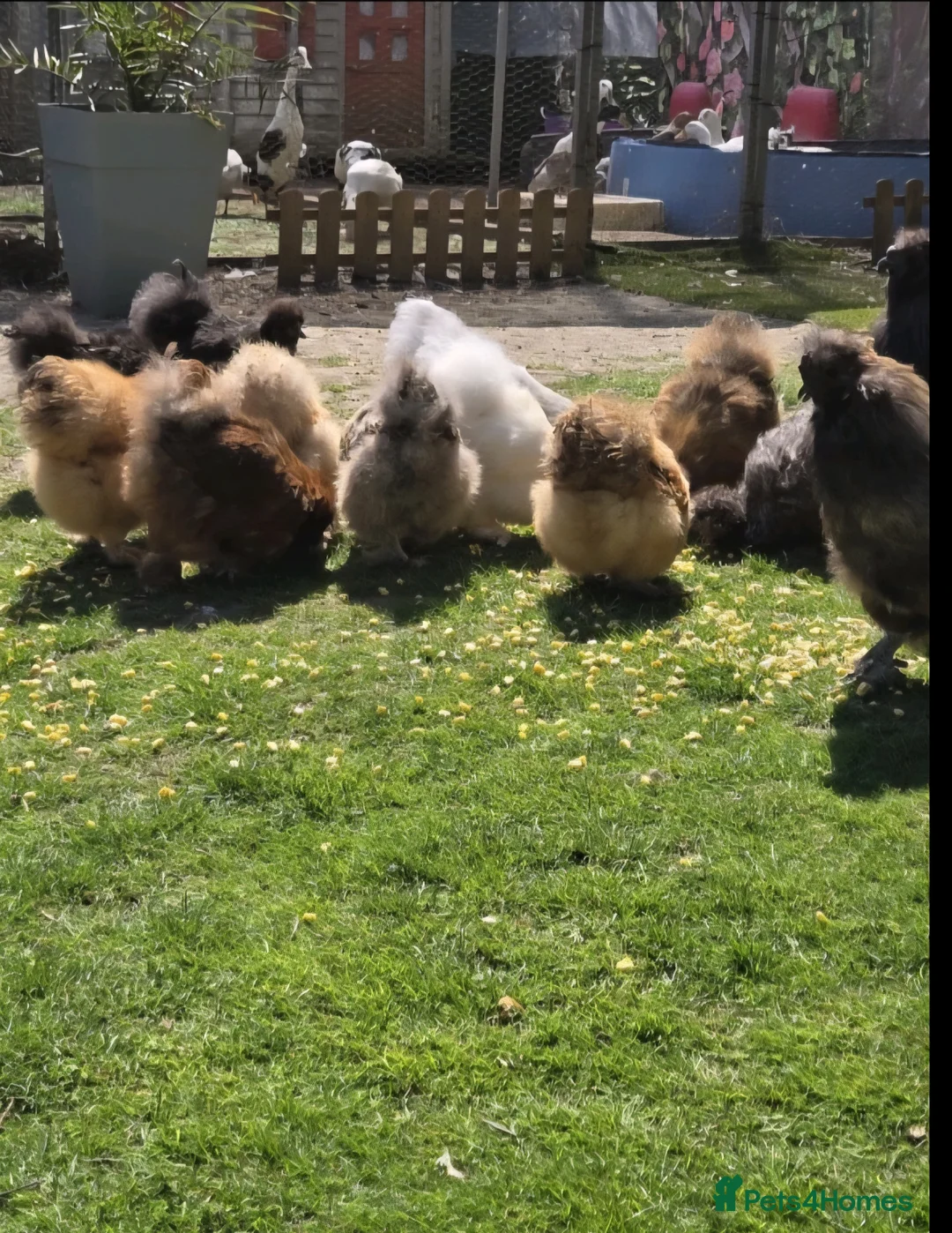 Chickens poultry for sale: Silkie Hatching eggs - Advert 6