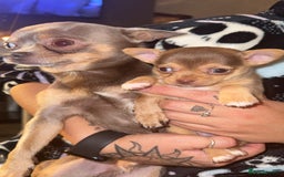 Chihuahua dogs for sale: 3 beautiful chihuahuas 2 girls 1 boy left  - Image 2
