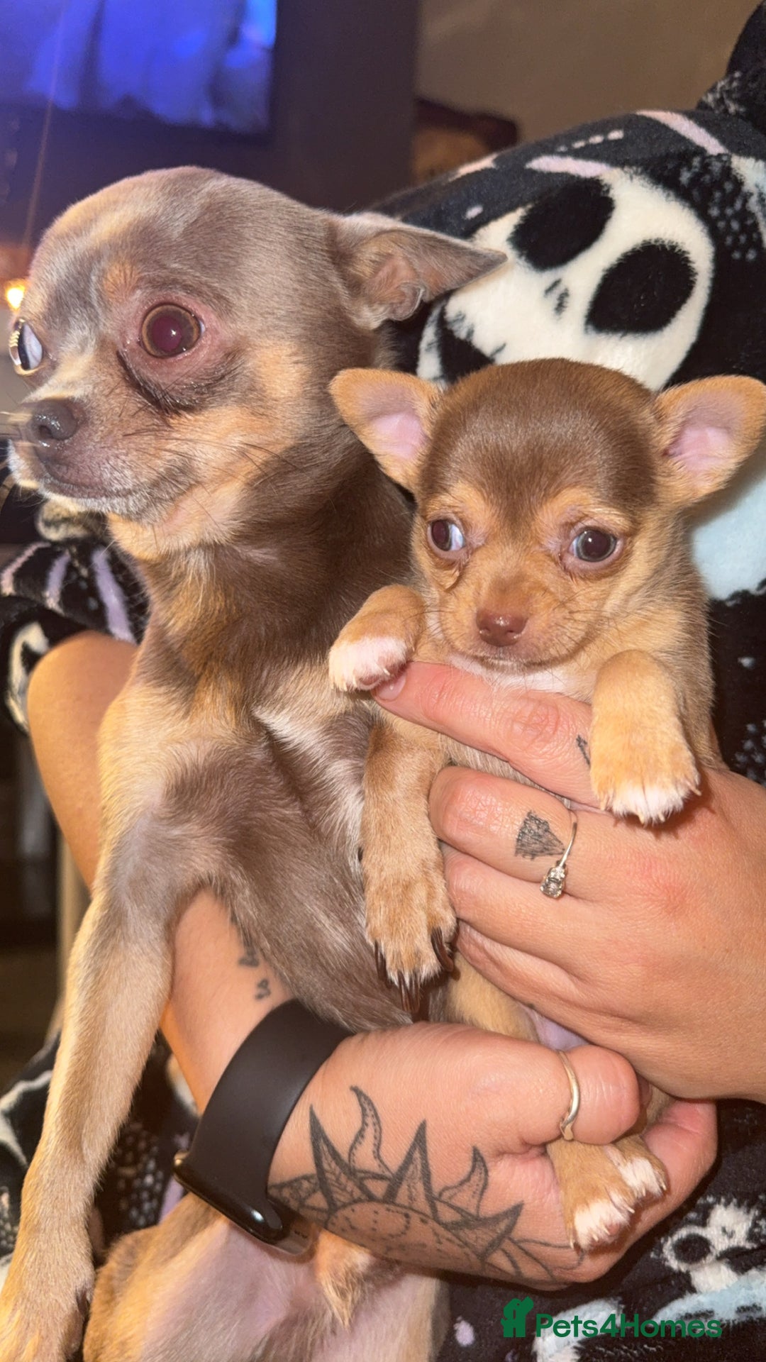 Chihuahua dogs for sale: 3 beautiful chihuahuas 2 girls 1 boy left  - Image 2