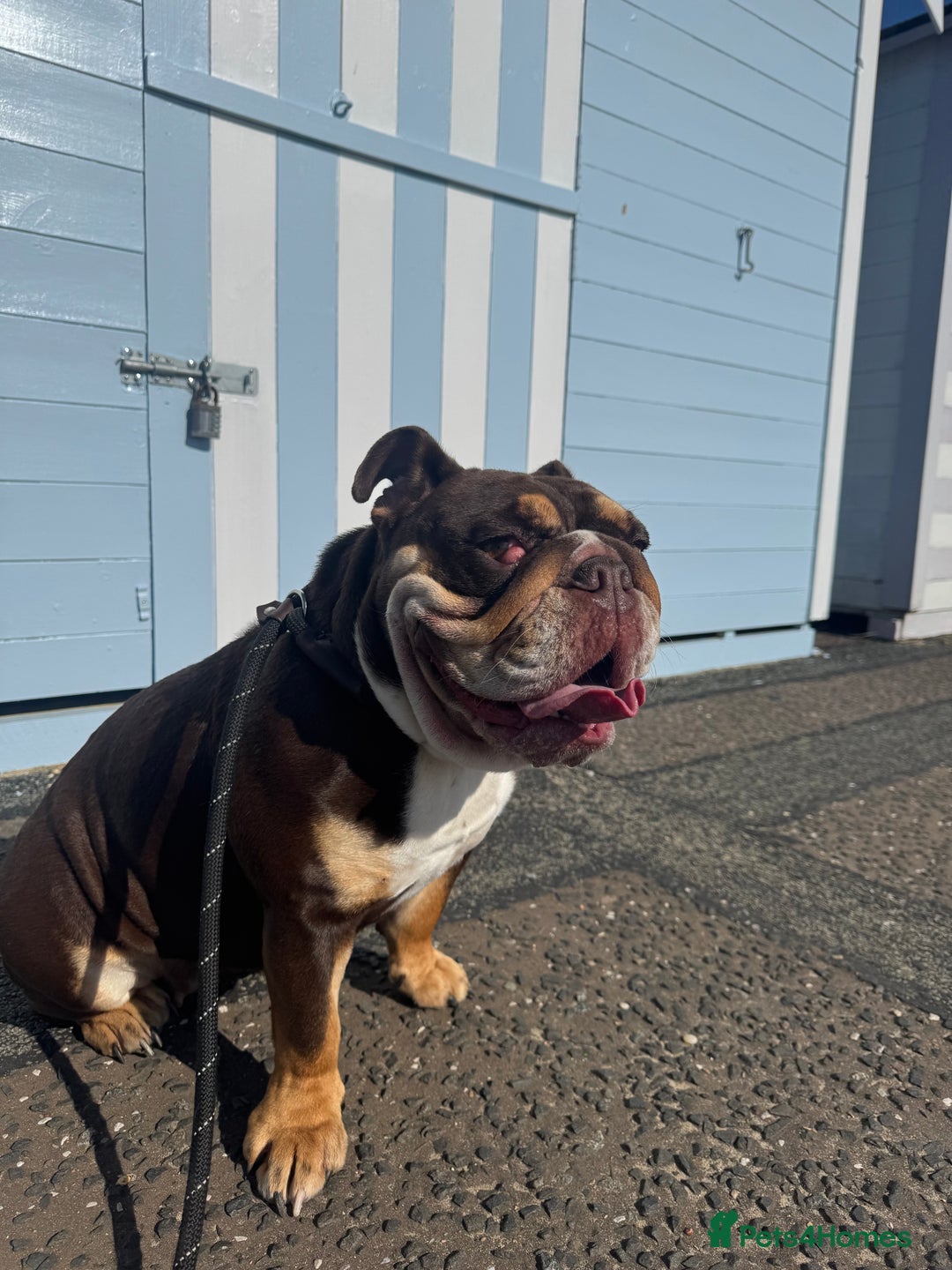 English Bulldog dogs for sale: Looking for my new home - Advert 10