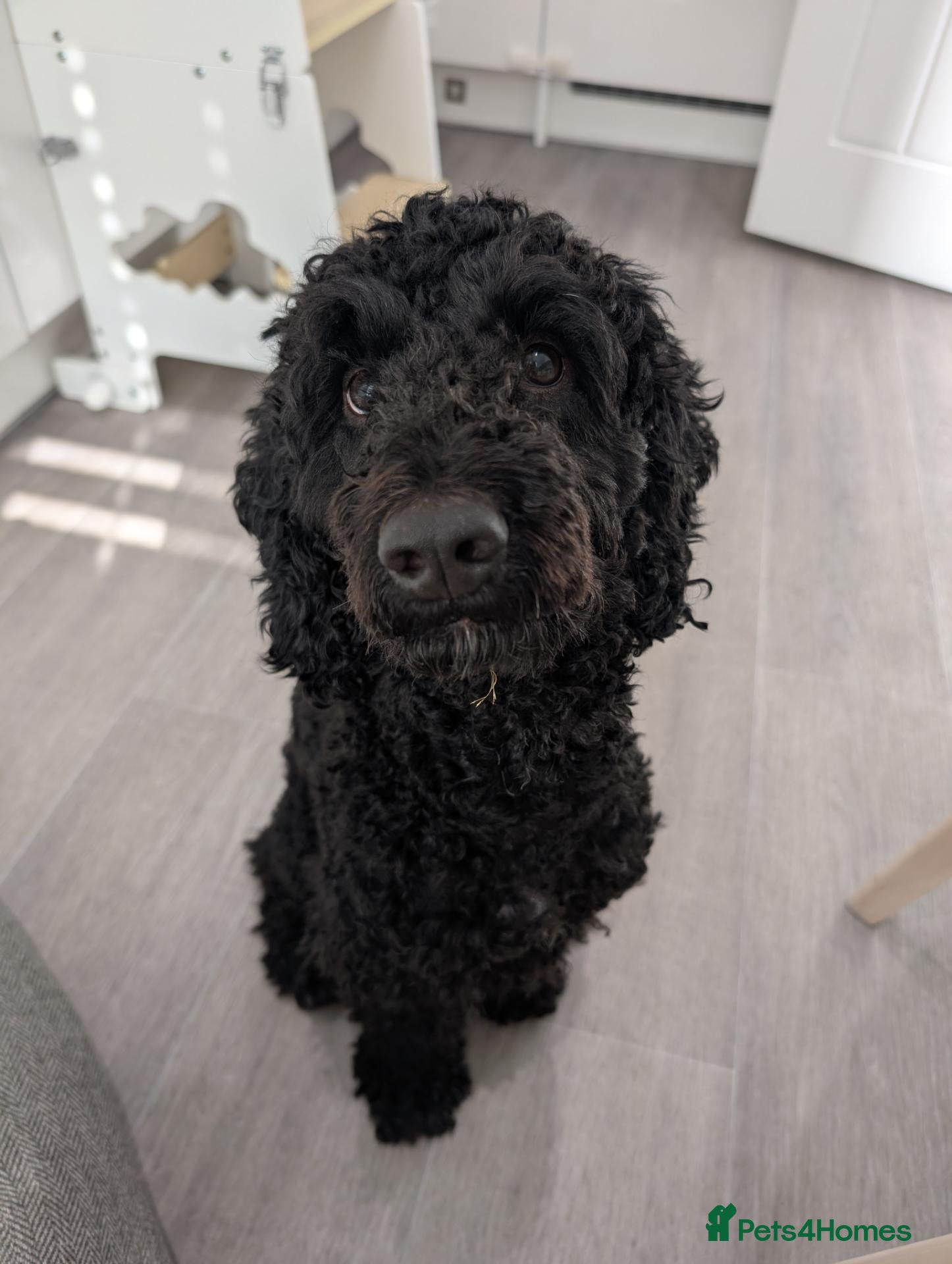 Cockapoo dogs Ted – Looking for His Forever Home - Advert 2