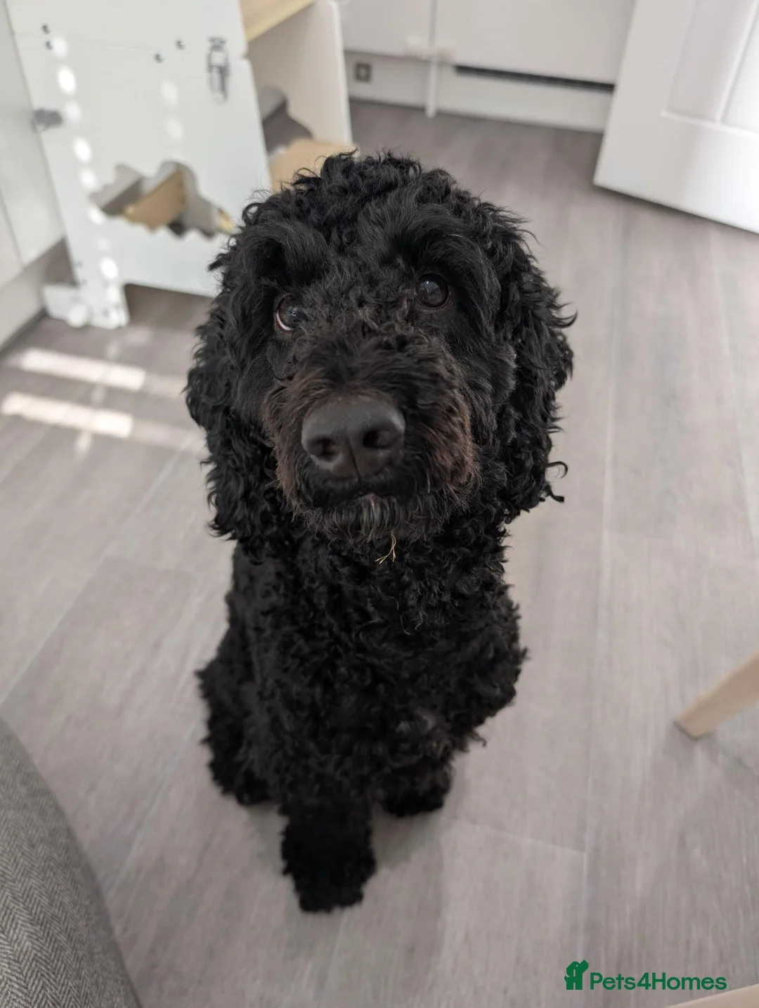 Cockapoo dogs for sale: Ted – Looking for His Forever Home - Advert 2