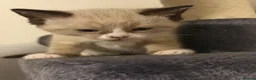 Snowshoe cats for sale: Snowshoe kitten  - Advert 3