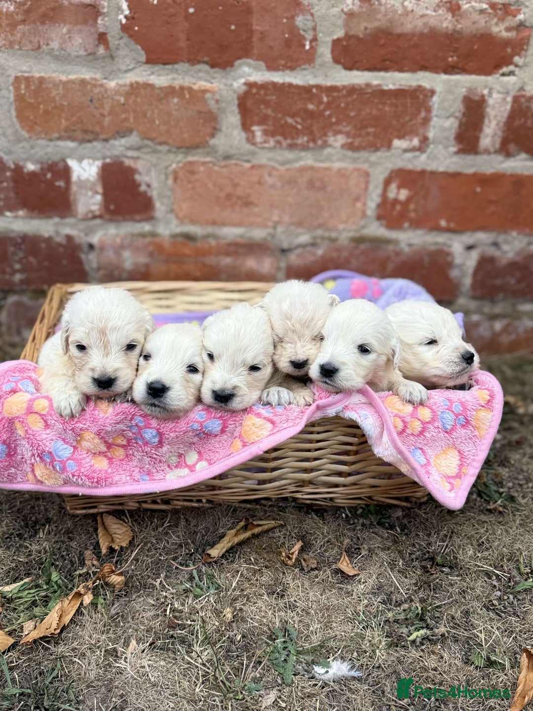 Golden Retriever dogs for sale: Old English cream golden retrievers  - Image 5
