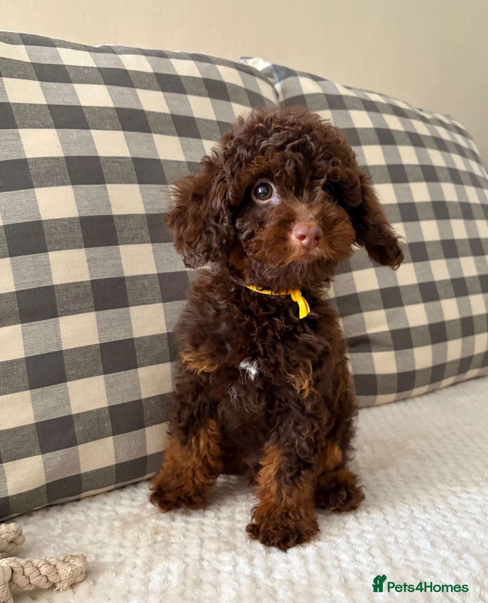 Toy Poodle dogs Health tested Toy poodle puppies  - Advert 2
