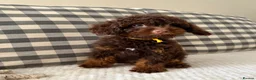 Toy Poodle dogs for sale: Health tested Toy poodle puppies  - Advert 3