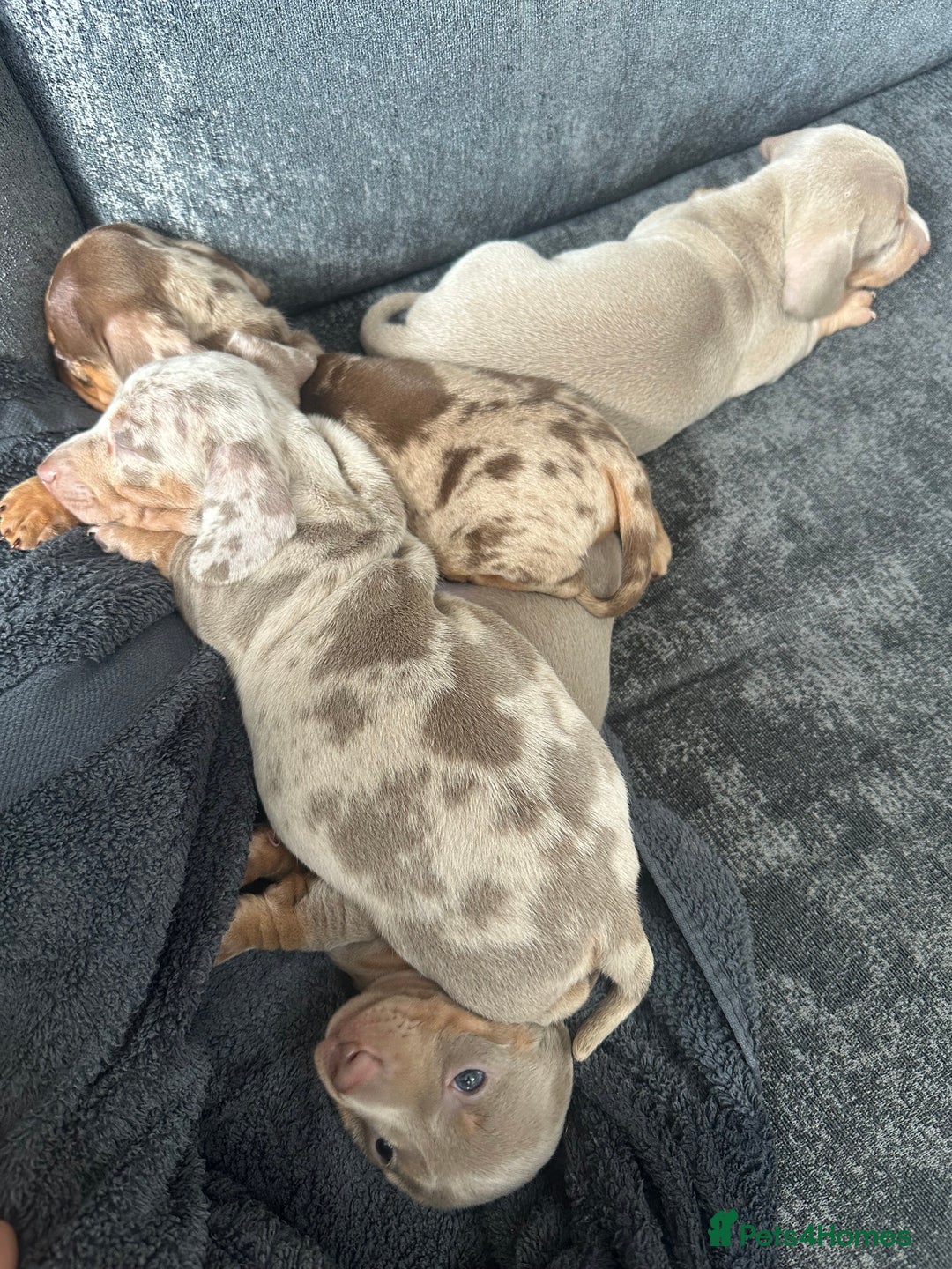Miniature Dachshund dogs for sale: Adorable litter ready August 22nd ❤️❤️❤️💙  - Image 8