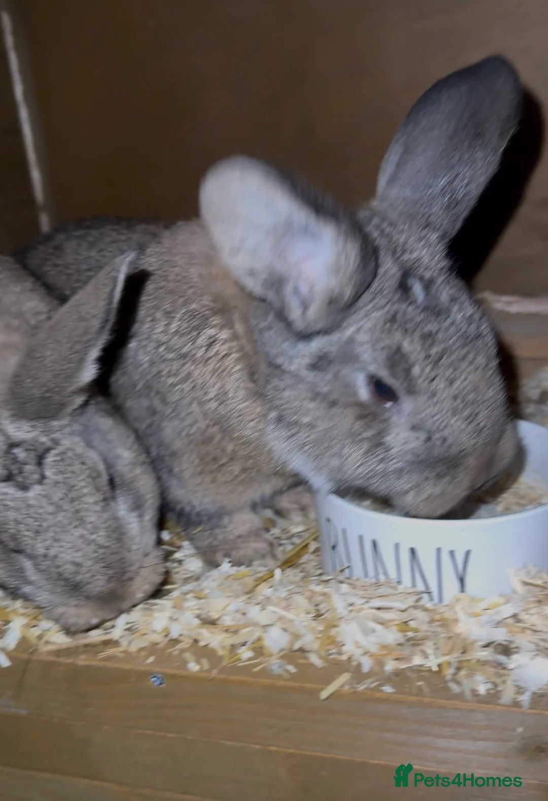 Mixed Breed rabbits for sale: Two rabbits for rehome  - Advert 1