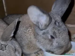 Mixed Breed rabbits Two rabbits for rehome - Advert 1