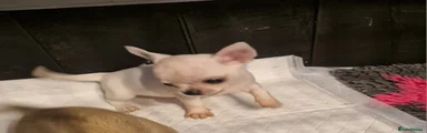 Chihuahua Puppy 5