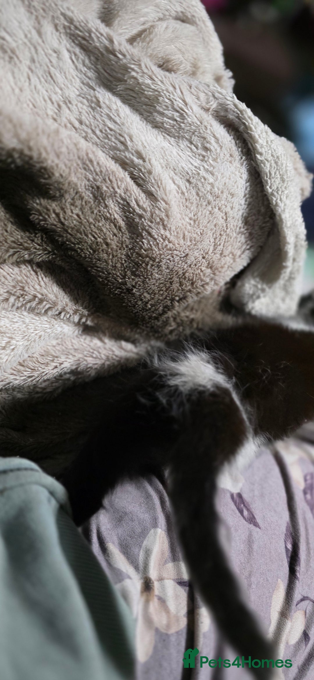 Mixed Breed cats for sale: Friendly playful kittens ready to find thier new  - Image 18
